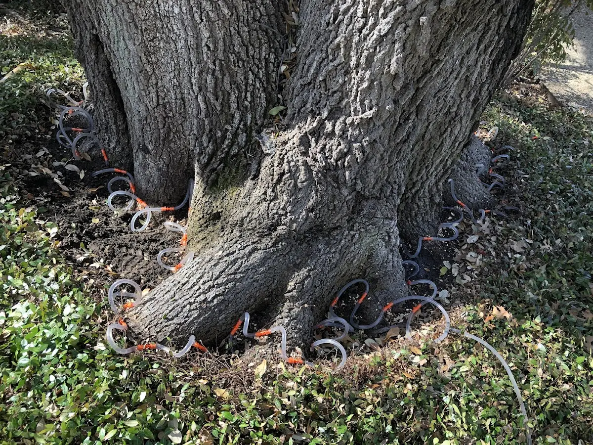 Detailed Tree Cabling and Bracing job site in Galax