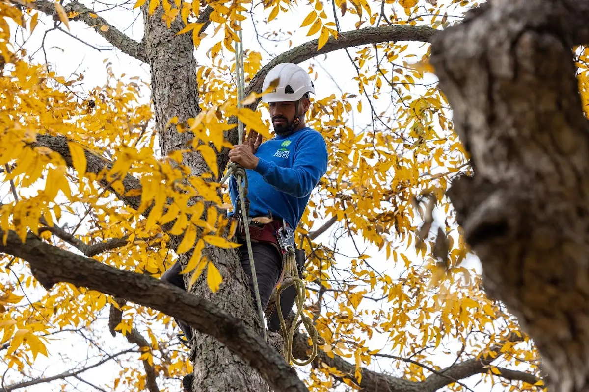 Skilled Tree Pruning crew working in Galax