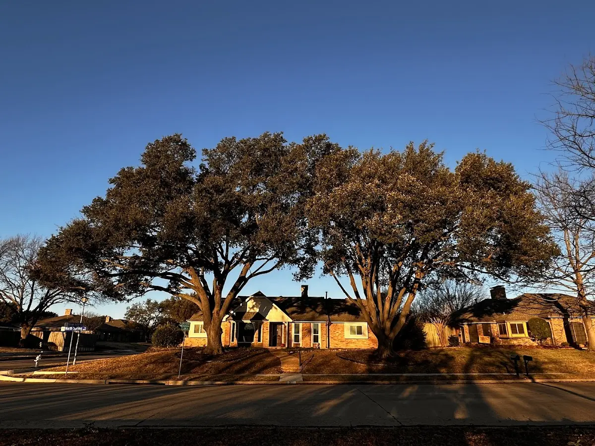 Established residential canopy tree shading a home in Galax