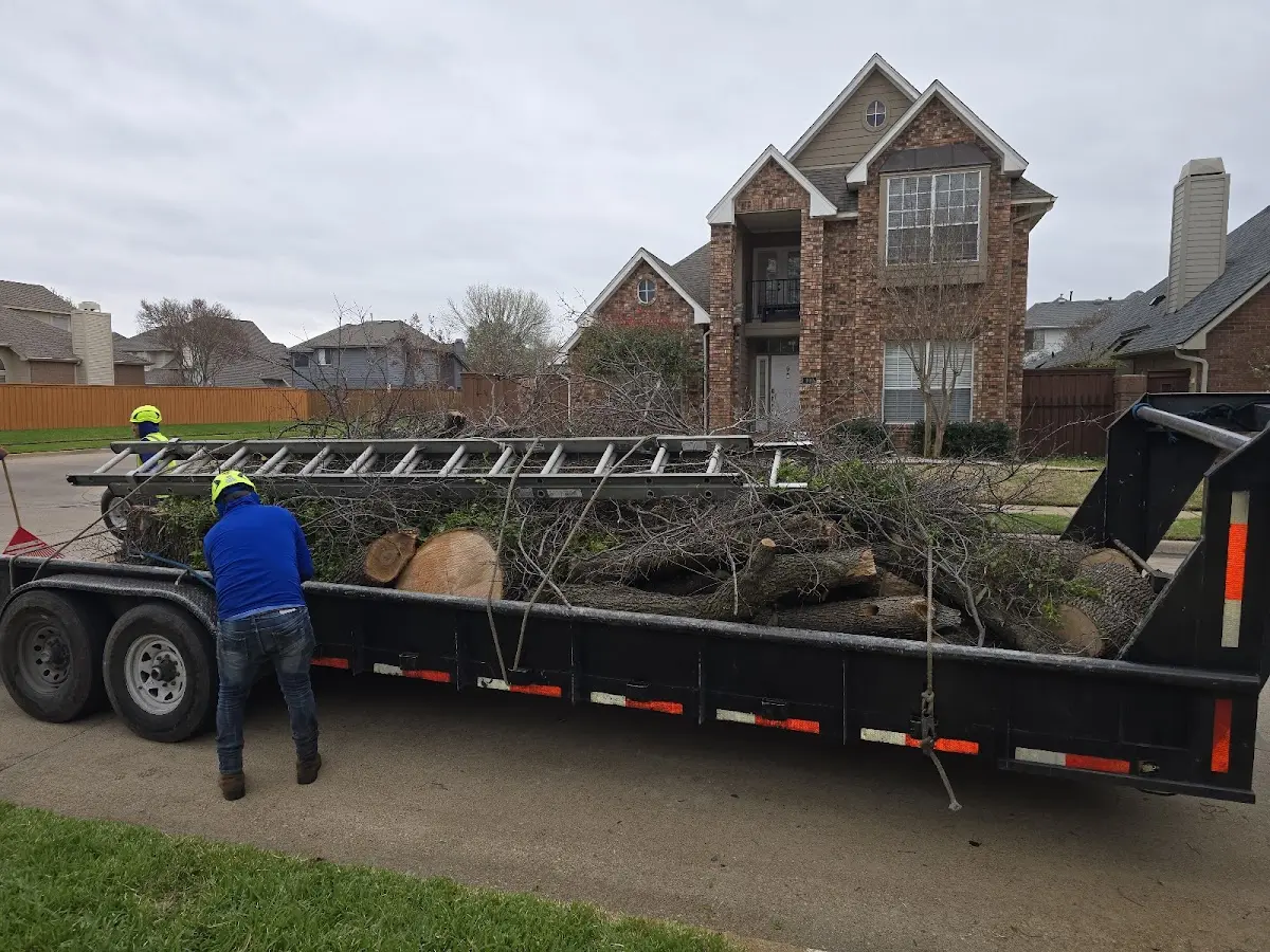 Expert Tree Pest Control with proper safety equipment in Galax